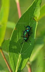 Blue Milkweed Beetles Milkweed Beetle Blue