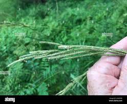 Image result for Paspalum urvillei