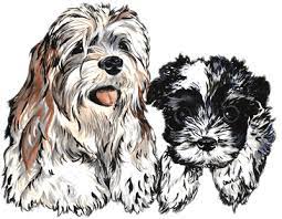 Typen, fashion, haus & garten, elektronik, motors Havanese Puppies Heavenly Havanese Imlay City Michigan