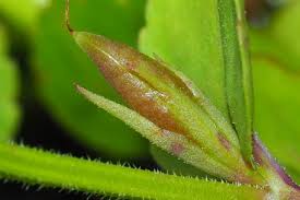 Image result for Vandellia subracemosa