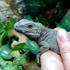 Rhino Iguana For Sale Baby Rhinoceros Iguanas For Sale Near Me Breeder Iguana For Sale Iguana Iguana Food