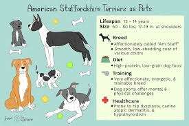 american staffordshire terrier full profile history and care