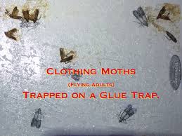 These parasitic pests feed on human blood, leaving itchy rashes behind. Clothes Moths Pest Control And Extermination Service Mississauga Pest Control