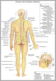 Check spelling or type a new query. Lower Back Anatomy Diagram 744 1125 Anatomy System Human Body Anatomy Diagram And Chart Images
