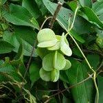 Image result for Dioscorea praehensilis
