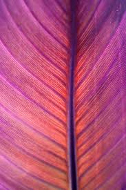 Perfect Pantone Color Purple Radiant Orchid