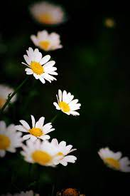 Beautiful Flowers Pictures Download Free Images Stock Photos On Unsplash They went to a movie every saturday night; beautiful flowers pictures download