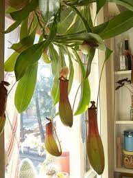 Nepenthes Ventrata Plant Care Houseplant Pitcher Plant Care Plants