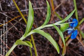 Image result for Commelina benghalensis