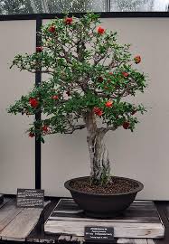 Ki putri (podocarpus neriifolius) adalah spesies pohon konifer dalam keluarga podocarpaceae, dan masih berkerabat dekat dengan lohansung (podocarpus macrophyllus) dan kayu keramat (podocarpus polystachyus). 10 Pohon Liar Yang Bisa Disulap Jadi Bonsai Berkelas Kaskus