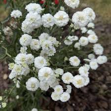 Image result for Aneilema petersii