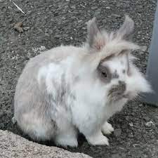 Snowbunnys Backpackers Home Facebook