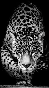 Wild Animal Jaguar The Iphone Wallpapers Jaguar Animal Black Jaguar Animal Animals Beautiful