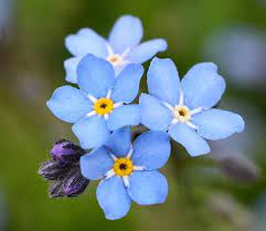 Forget me knot flowers destin. Forget Me Not