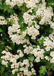 Maybe you would like to learn more about one of these? 10 Best Trees For Small Gardens Beautiful Small Trees White Flowering Trees Small Ornamental Trees Ornamental Pear Tree