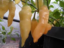 Image result for Capsicum baccatum