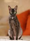Cornish Rex : caractère, prix, alimentation, santé | Fiche ...