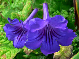 Image result for Streptocarpus arcuatus