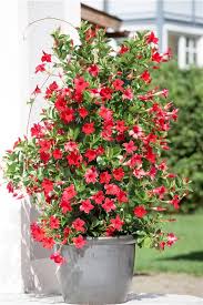 Image result for dipladenie hybrida rio obrázek