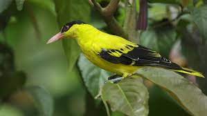 20 jenis burung langka di indonesia lengkap dengan gambar. Wings Of Asia Rumah Burung Burung Langka Di Asia