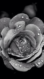 Grayscale Dew Rose Flower Macro Iphone 6 Wallpaper Download Iphone Wallpapers Ipad Wallpape Flower Iphone Wallpaper Iphone Wallpaper Images Flower Wallpaper