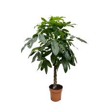 Image result for pachira obrázek