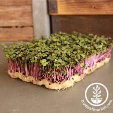 Microgreens Seed True Leaf Market Microgreens Kohlrabi Growing Microgreens