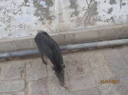 Usually when you wear tight clothes. Stray Pig During Our Camel Ride Picture Of Samode Palace Samode Tripadvisor