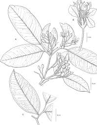 Image result for Ixora mildbraedii