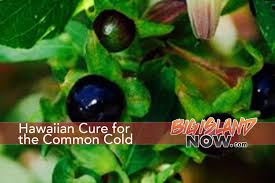 These challenges include feeding by certain birds, unsuitable soil conditions, and a fungal disease called blueberry rust (pucciniastrum vaccinii). Hawaiian Cure For The Common Cold Big Island Now