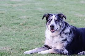 Buy and sell on gumtree australia today! German Australian Shepherd Mix Info Pictures Facts Traits Doggie Designer