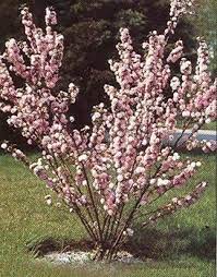It is good for the almond tree if you mix a third of the compost with for an almond tree to grow vigorously, robust pruning is required. Dwarf Pink Flowering Almond Planting Flowers Lawn And Landscape Dwarf Trees