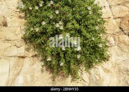 Image result for Capparis cartilaginea