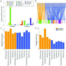 Image result for Bergia mossambicensis