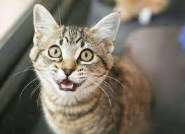 Kitten Trilling Purring Meowing Cat Behavior Cat Language Cat Facts