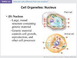 When cells divide, they make new cells. Bc Science Connections 8 Ppt Download