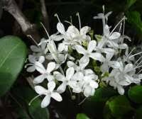 Image result for Pavetta gerstneri