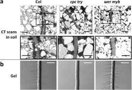 Well you're in luck, because here they come. Micro Scale Interactions Between Arabidopsis Root Hairs And Soil Particles Influence Soil Erosion Communications Biology