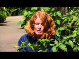 Great British Garden Revival Rhs Rosemoor British Garden Great British Rhs