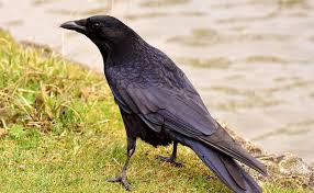 Le Corbeau Corvus Corax L Oiseau Noir Et Bruyant