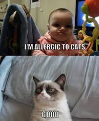 Funny cat memes and dog memes are common in pets, and people love to have them around. 340 Grumpy Cat Memes Ideas Grumpy Cat Cat Memes Grumpy
