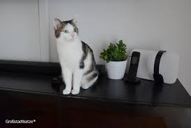 Ungiftige Zimmerpflanzen Fur Katzen Ungifte Pflanzen Wohnung Katze