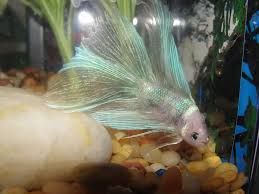 Most Beautiful Betta Fish I Might Be Wrong But I Believe These Ones Are Referred To As Cellophane Coloring Betta Fish Betta Fish Tank Betta