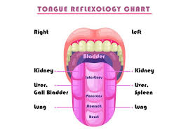 tongue reflexology chart vector download free vectors