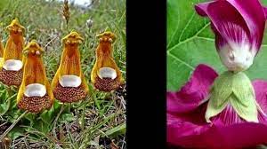 What flower only blooms every 100 years? Flowers Blooms Once In 400 Years Youtube