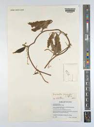 Image result for Cyphia lasiandra