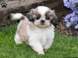 Shih Tzu Puppies Nj Widescreen 2