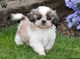 Because we take pride in our tzu, and invest the effort and time in. Shih Tzu Puppies Nj Widescreen 2 Shih Tzu Puppy Shih Tzu Shih Tzu For Sale