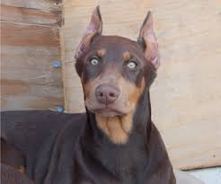 This akc doberman pinscher puppy (with european style genetics) is ready to be by your loyal sidekick. View Ad Doberman Pinscher Litter Of Puppies For Sale Near California Ontario Usa Adn 184827
