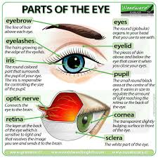 parts of the eye english vocabulary woodward english